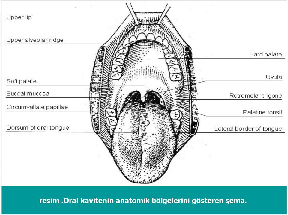 kavitenin