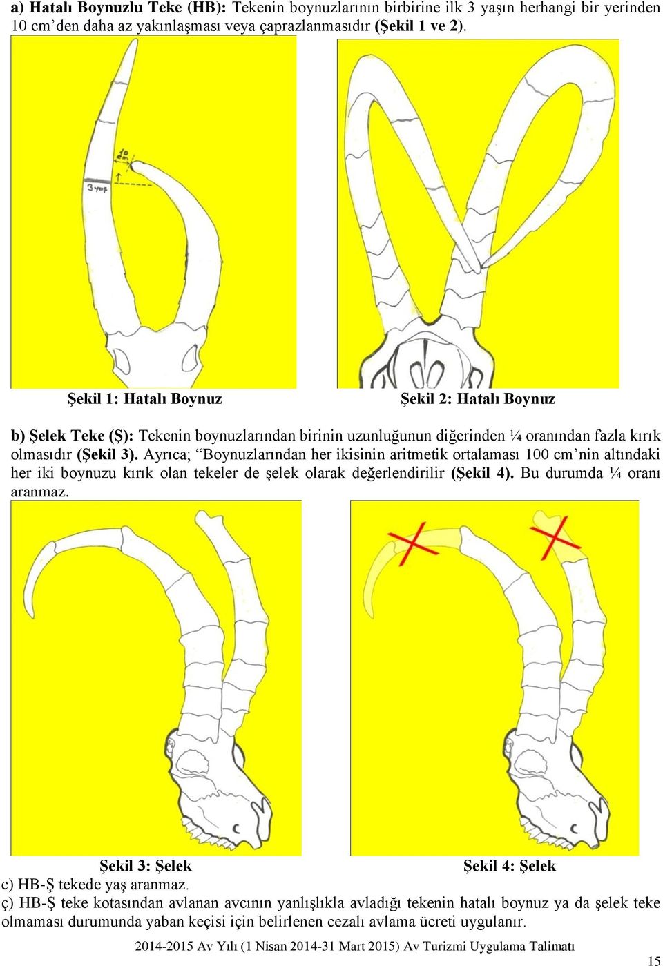 Ayrıca; Boynuzlarından her ikisinin aritmetik ortalaması 100 cm nin altındaki her iki boynuzu kırık olan tekeler de şelek olarak değerlendirilir (Şekil 4). Bu durumda ¼ oranı aranmaz.