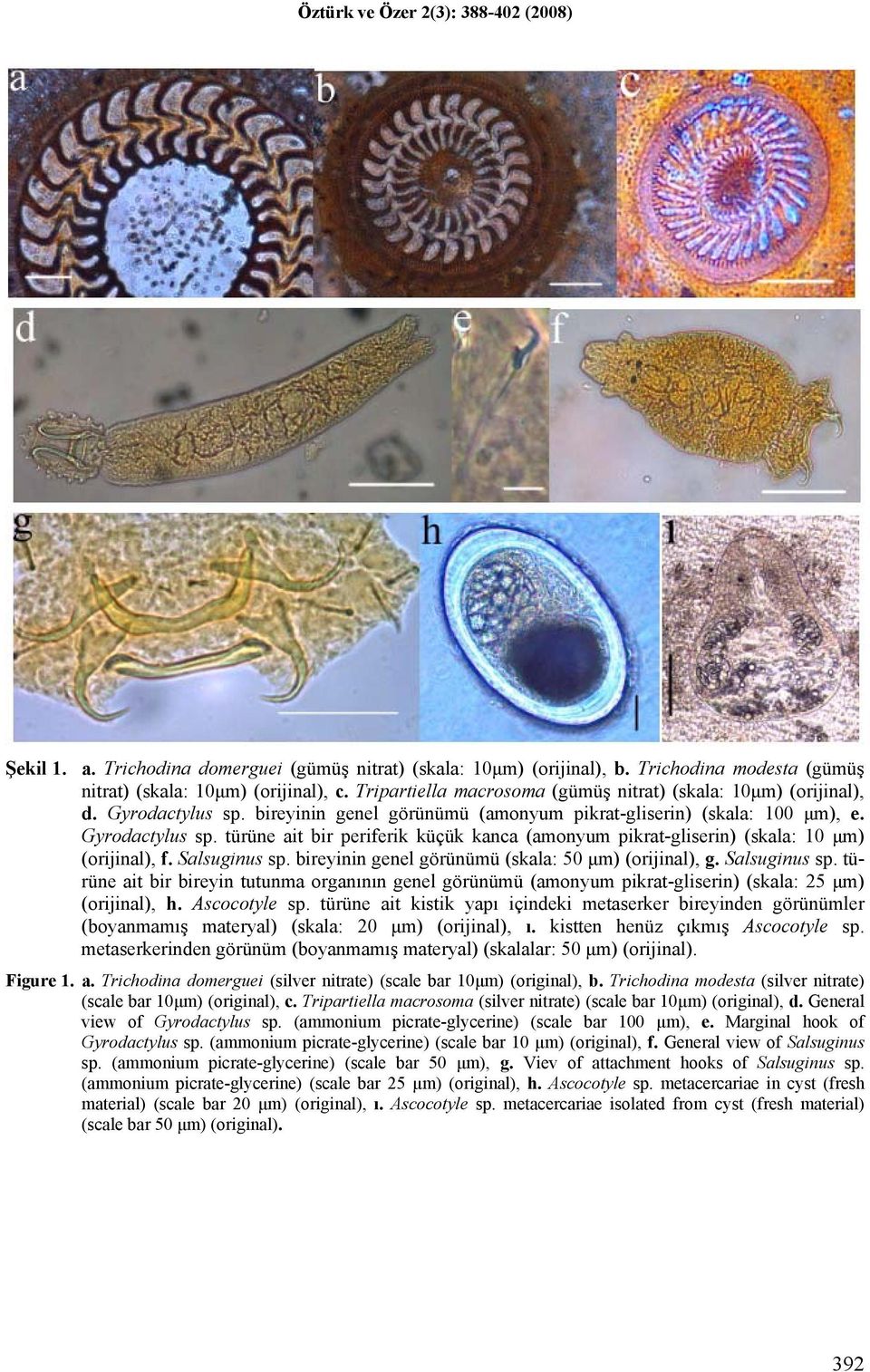 Salsuginus sp. bireyinin genel görünümü (skala: 50 μm) (orijinal), g. Salsuginus sp. türüne ait bir bireyin tutunma organının genel görünümü (amonyum pikrat-gliserin) (skala: 25 μm) (orijinal), h.