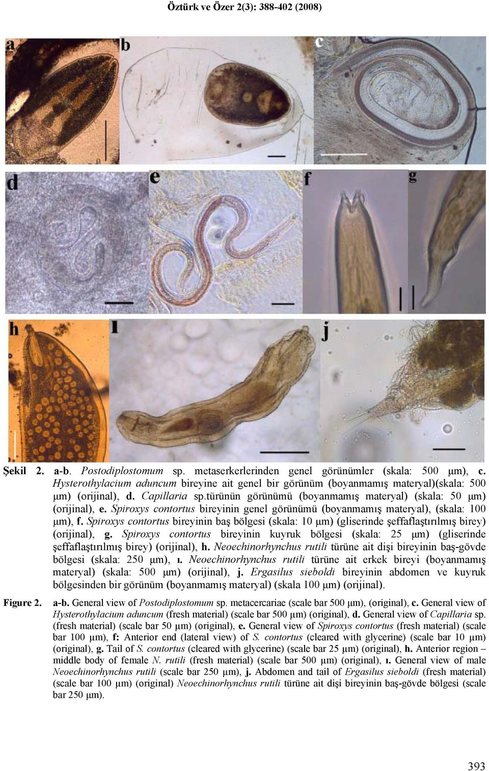 Spiroxys contortus bireyinin baş bölgesi (skala: 10 μm) (gliserinde şeffaflaştırılmış birey) (orijinal), g.