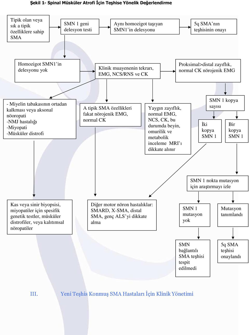 nöoropati -NMJ hastalığı -Miyopati -Müsküler distrofi A tipik SMA özellikleri fakat nörojenik EMG, normal CK Yaygın zayıflık, normal EMG, NCS, CK, bu durumda beyin, omurilik ve metabolik inceleme MRI