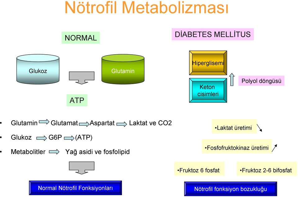 (ATP) Metabolitler Yağ asidi ve fosfolipid Laktat üretimi Fosfofruktokinaz üretimi