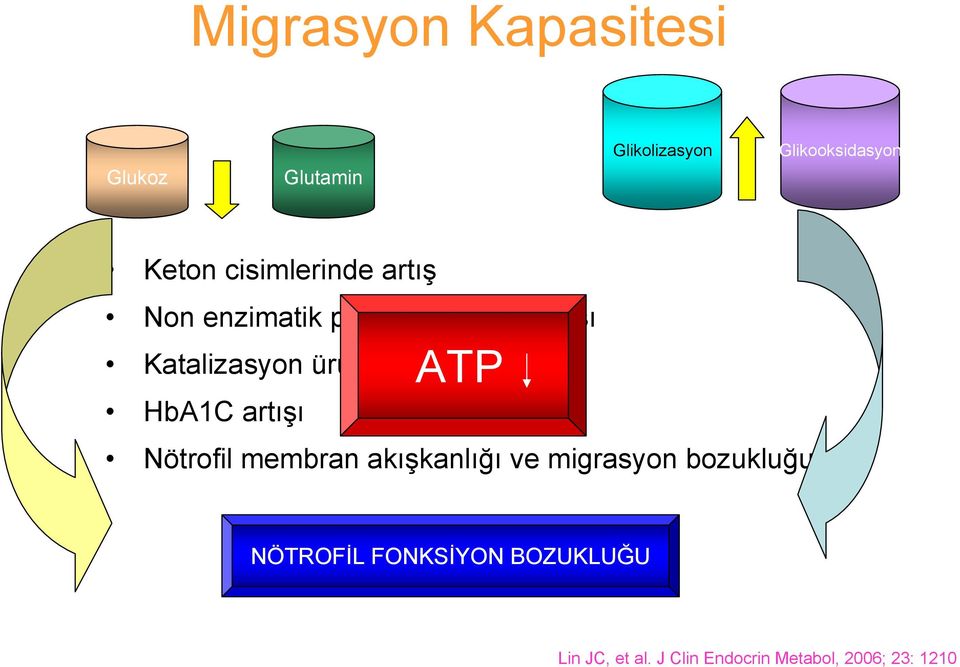 ürünlerinde artış HbA1C artışı ATP Nötrofil membran akışkanlığı ve migrasyon