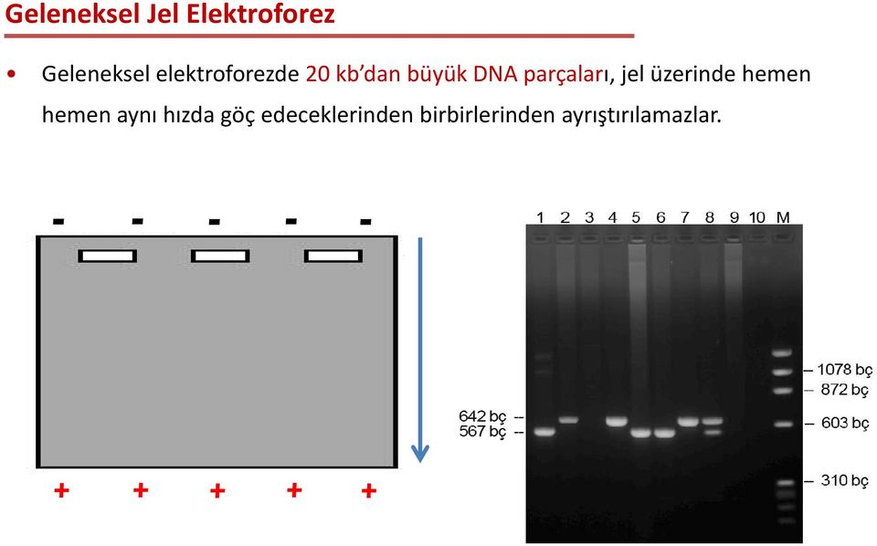 jel üzerinde hemen hemen aynı hızda göç