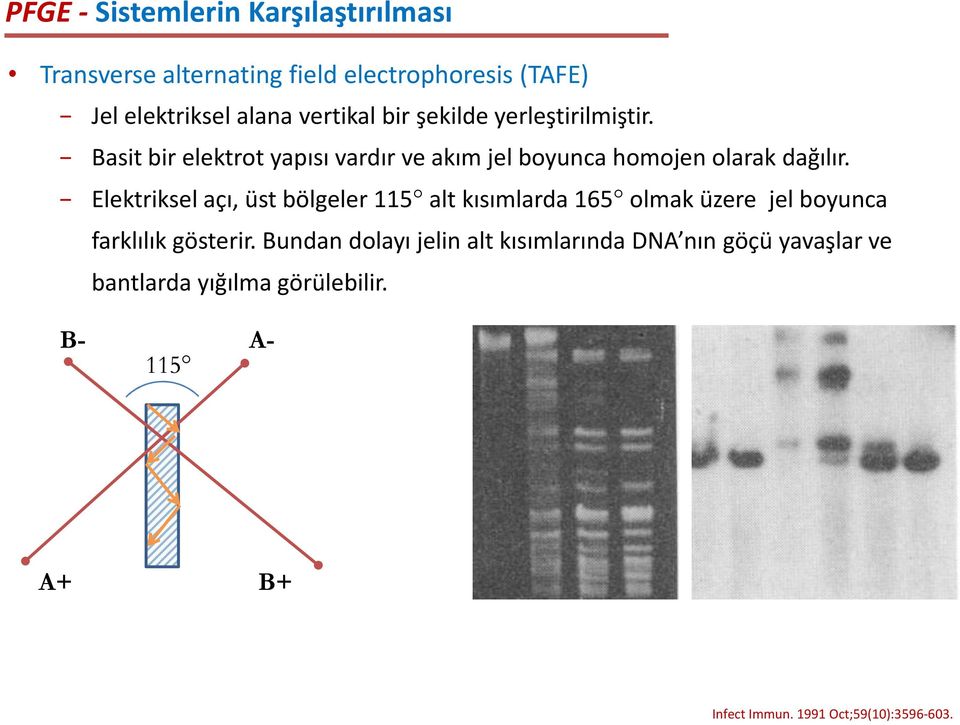 Elektriksel açı, üst bölgeler 115 alt kısımlarda 165 olmak üzere jel boyunca farklılık gösterir.