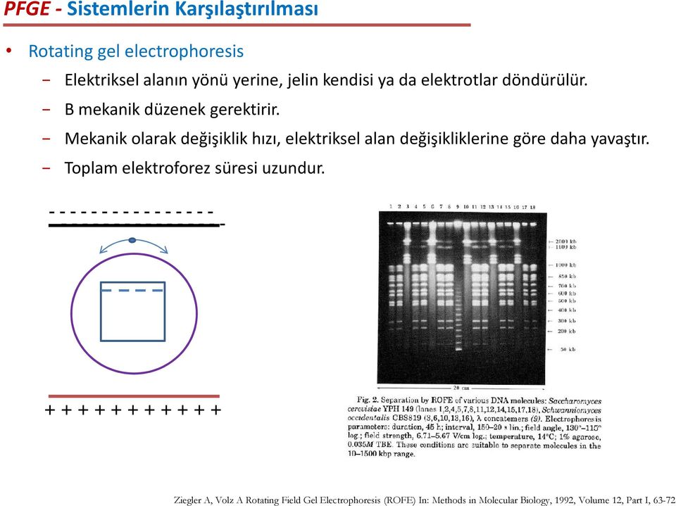 Mekanik olarak değişiklik hızı, elektriksel alan değişikliklerine göre daha yavaştır.