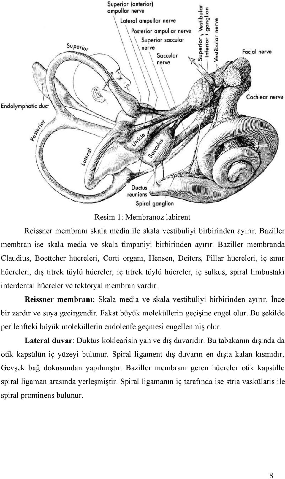 limbustaki interdental hücreler ve tektoryal membran vardır. Reissner membranı: Skala media ve skala vestibüliyi birbirinden ayırır. İnce bir zardır ve suya geçirgendir.