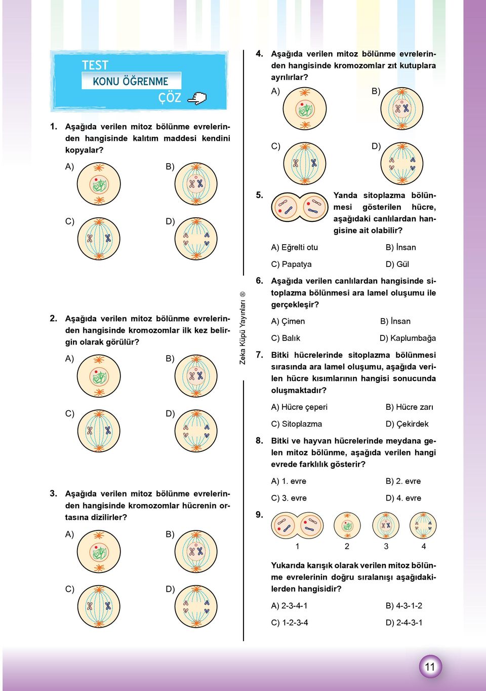 A) Eğrelti otu B) İnsan C) Papatya D) Gül 2. Aşağıda verilen mitoz bölünme evrelerinden hangisinde kromozomlar ilk kez belirgin olarak görülür? A) B) 6.