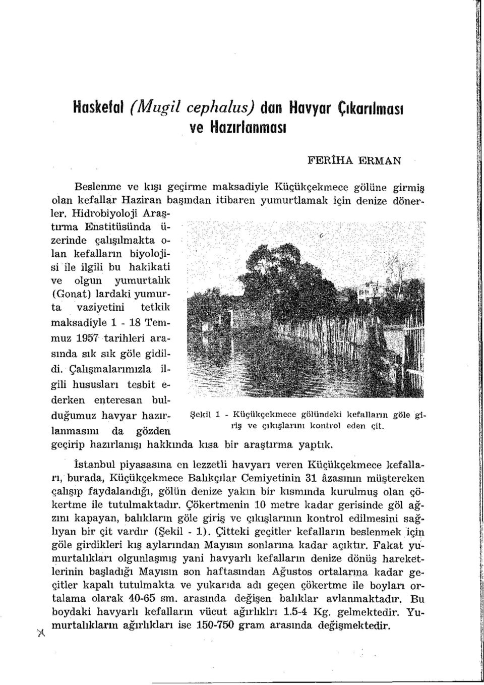 Hidrobiyoloji Araştırma Enstitüsünda ü- zerinde çalışılmakta o- lan kefalların biyolojisi ile ilgili bu hakikati ve olgun yumurtalık (Gonat) lardaki yumurta vaziyetini tetkik maksadiyle 1-18 Temmuz