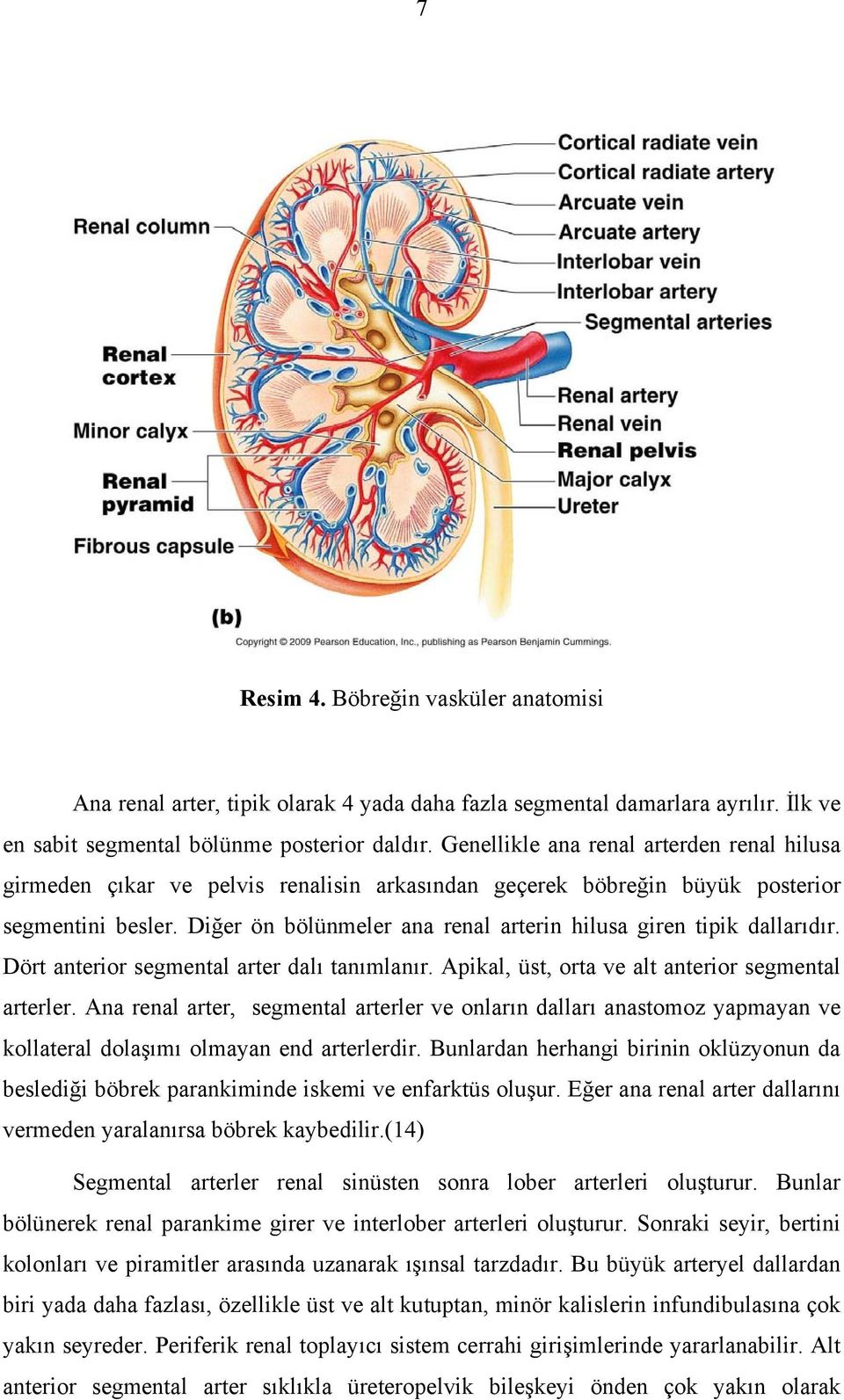 Diğer ön bölünmeler ana renal arterin hilusa giren tipik dallarıdır. Dört anterior segmental arter dalı tanımlanır. Apikal, üst, orta ve alt anterior segmental arterler.