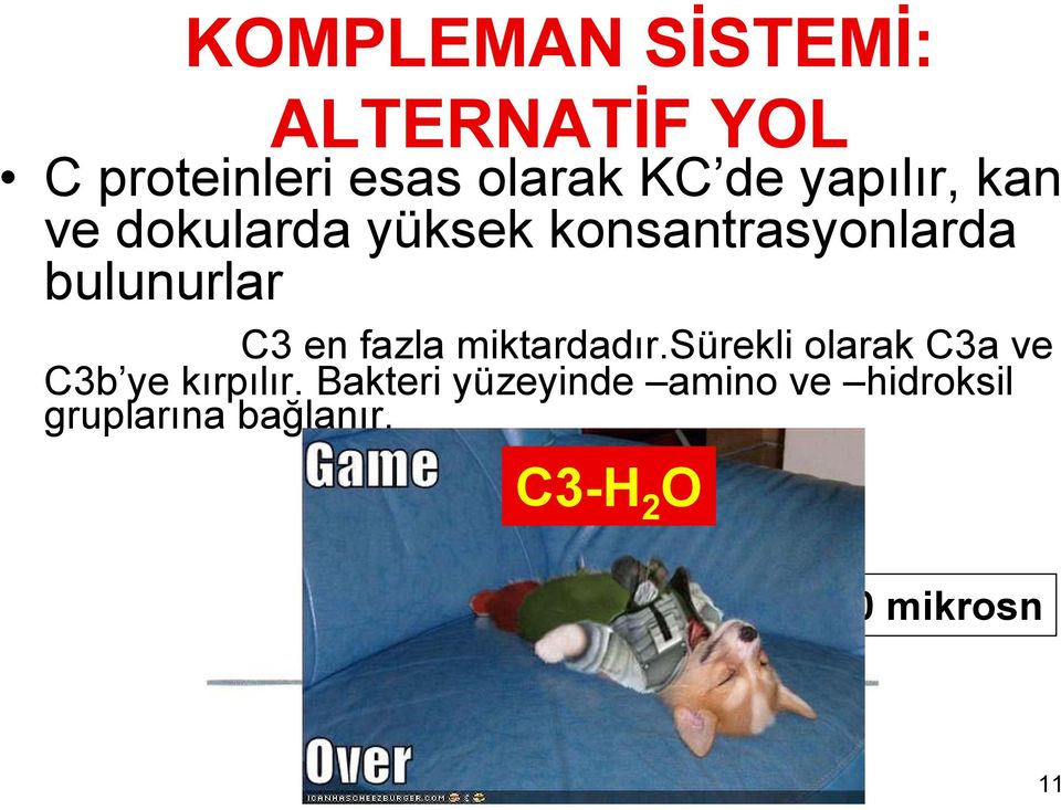 en fazla miktardadır.sürekli olarak C3a ve C3b ye kırpılır.