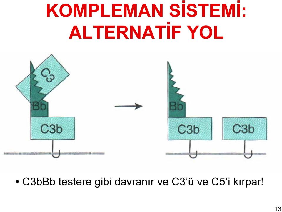 testere gibi davranır