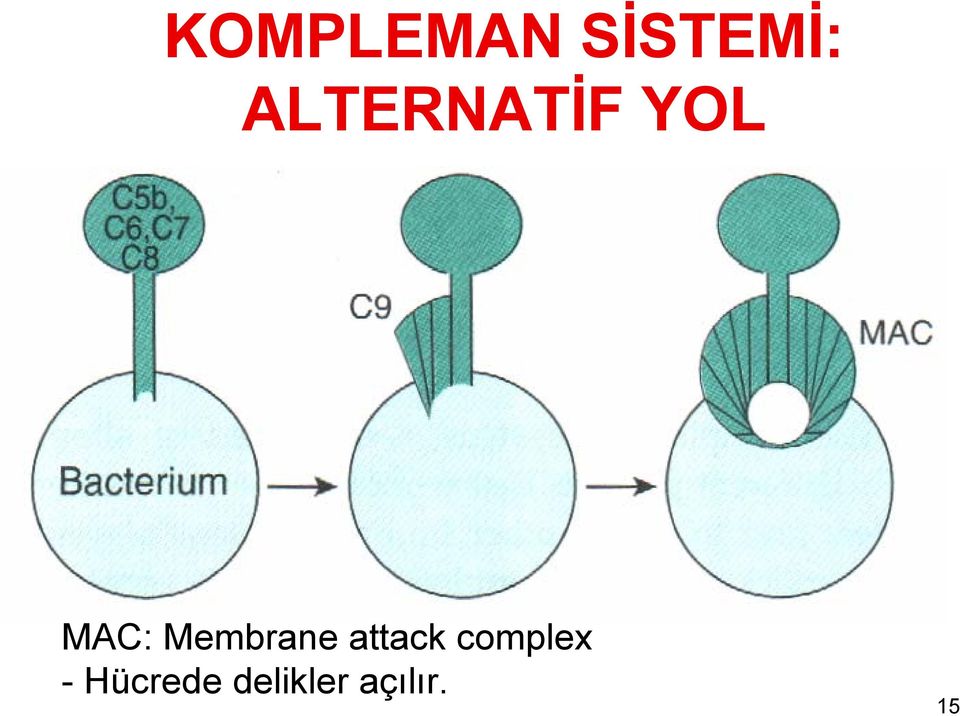 Membrane attack