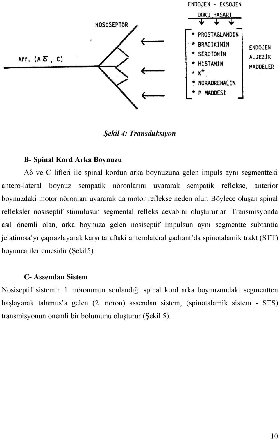 Transmisyonda asıl önemli olan, arka boynuza gelen nosiseptif impulsun aynı segmentte subtantia jelatinosa yı çaprazlayarak karşı taraftaki anterolateral gadrant da spinotalamik trakt (STT) boyunca