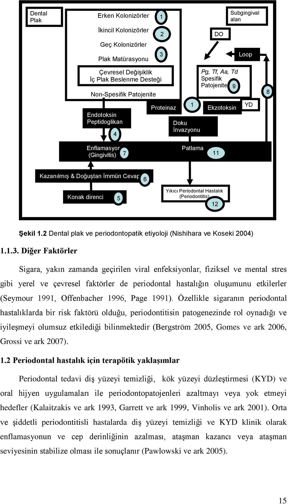 Yıkıcı Periodontal Hastalık (Periodontitis) 12 Şekil 1.2 Dental plak ve periodontopatik etiyoloji (Nishihara ve Koseki 2004) 1.1.3.