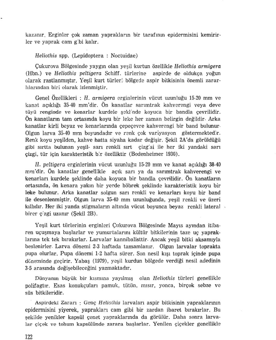 Yeşil kurt türler: bölgede aspir bitkisinin önemli zararlılarından biri olarak izlenmiştir. Genel Özellikleri : H. armigera erginlerinin vücut uzunluğu 15-20 mm ve kanat açıklığı 35-40 mrrı'dir.