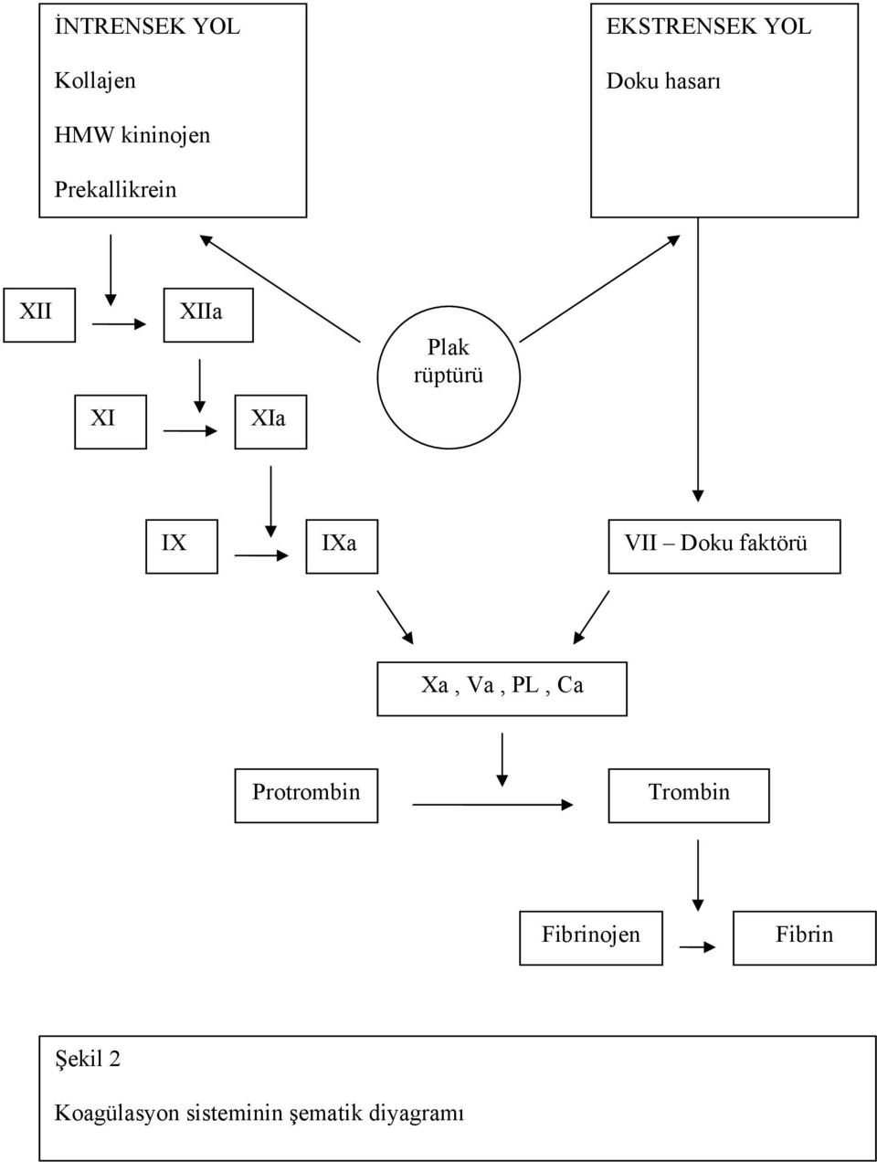 IXa VII Doku faktörü Xa, Va, PL, Ca Protrombin Trombin