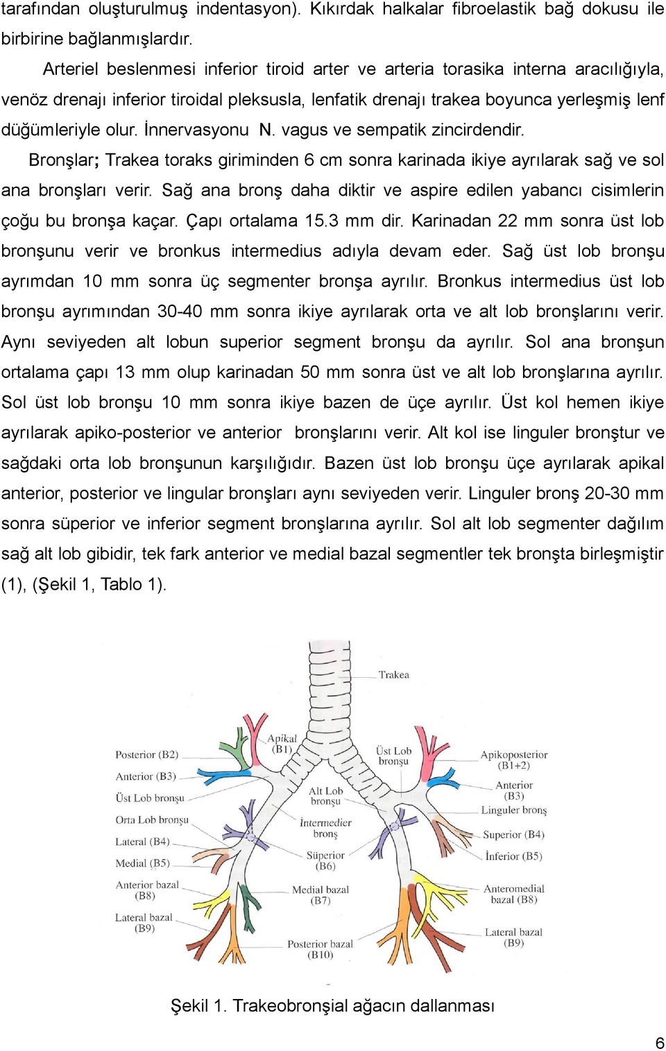 İnnervasyonu N. vagus ve sempatik zincirdendir. Bronşlar; Trakea toraks giriminden 6 cm sonra karinada ikiye ayrılarak sağ ve sol ana bronşları verir.