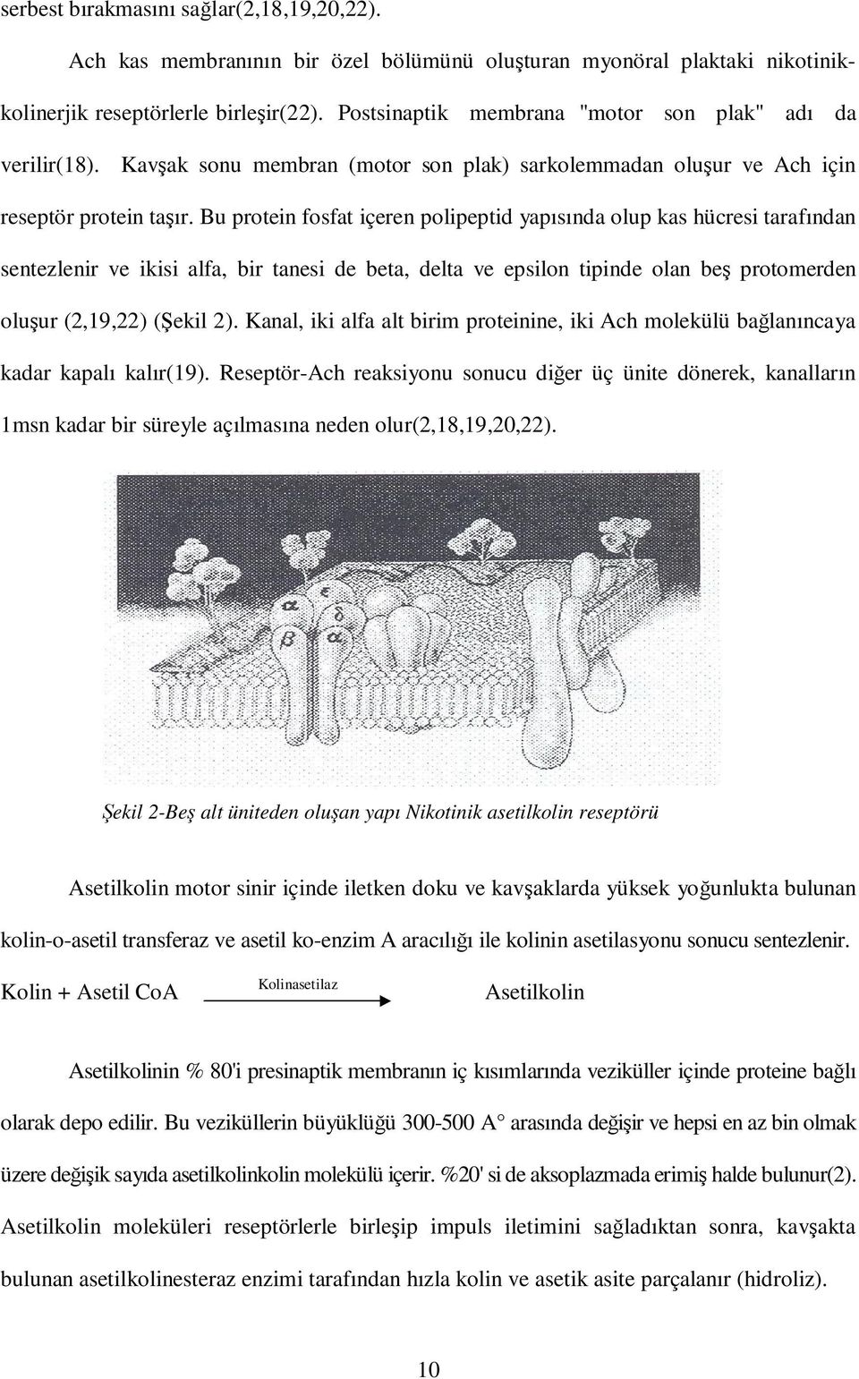 Bu protein fosfat içeren polipeptid yapısında olup kas hücresi tarafından sentezlenir ve ikisi alfa, bir tanesi de beta, delta ve epsilon tipinde olan beş protomerden oluşur (2,19,22) (Şekil 2).