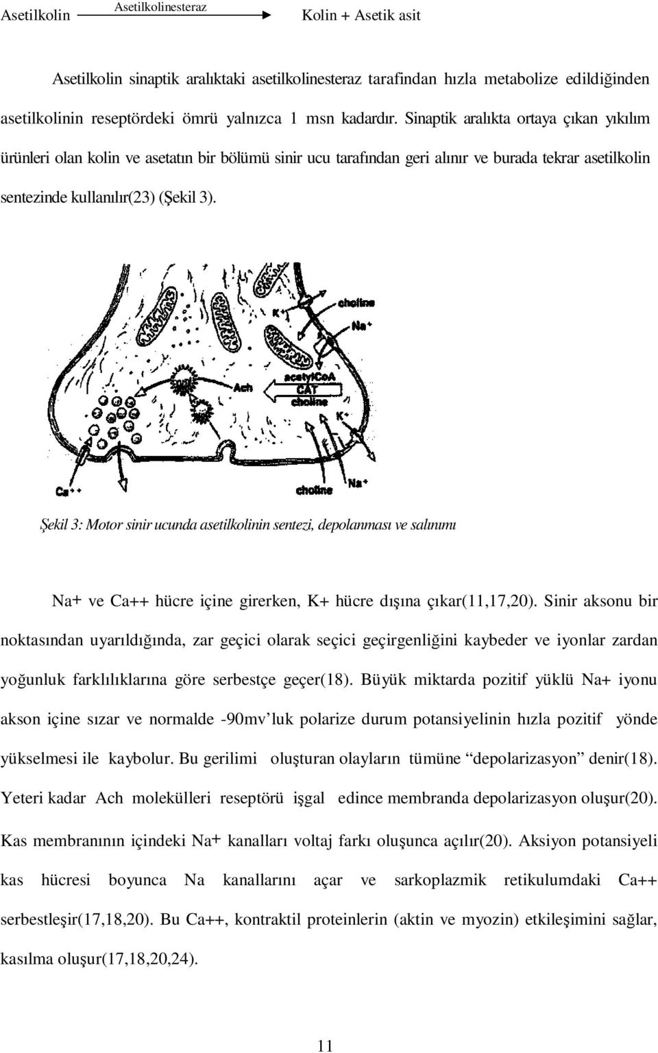 Şekil 3: Motor sinir ucunda asetilkolinin sentezi, depolanması ve salınımı Na+ ve Ca++ hücre içine girerken, K+ hücre dışına çıkar(11,17,20).