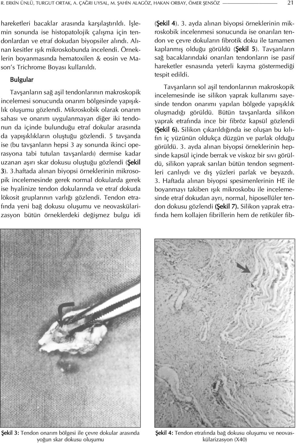 Örneklerin boyanmasında hematoxilen & eosin ve Mason s Trichrome Boyası kullanıldı.