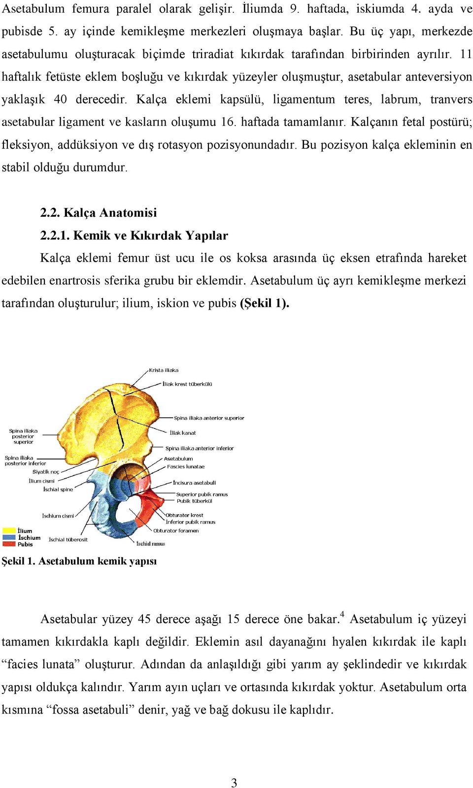 11 haftalık fetüste eklem boşluğu ve kıkırdak yüzeyler oluşmuştur, asetabular anteversiyon yaklaşık 40 derecedir.