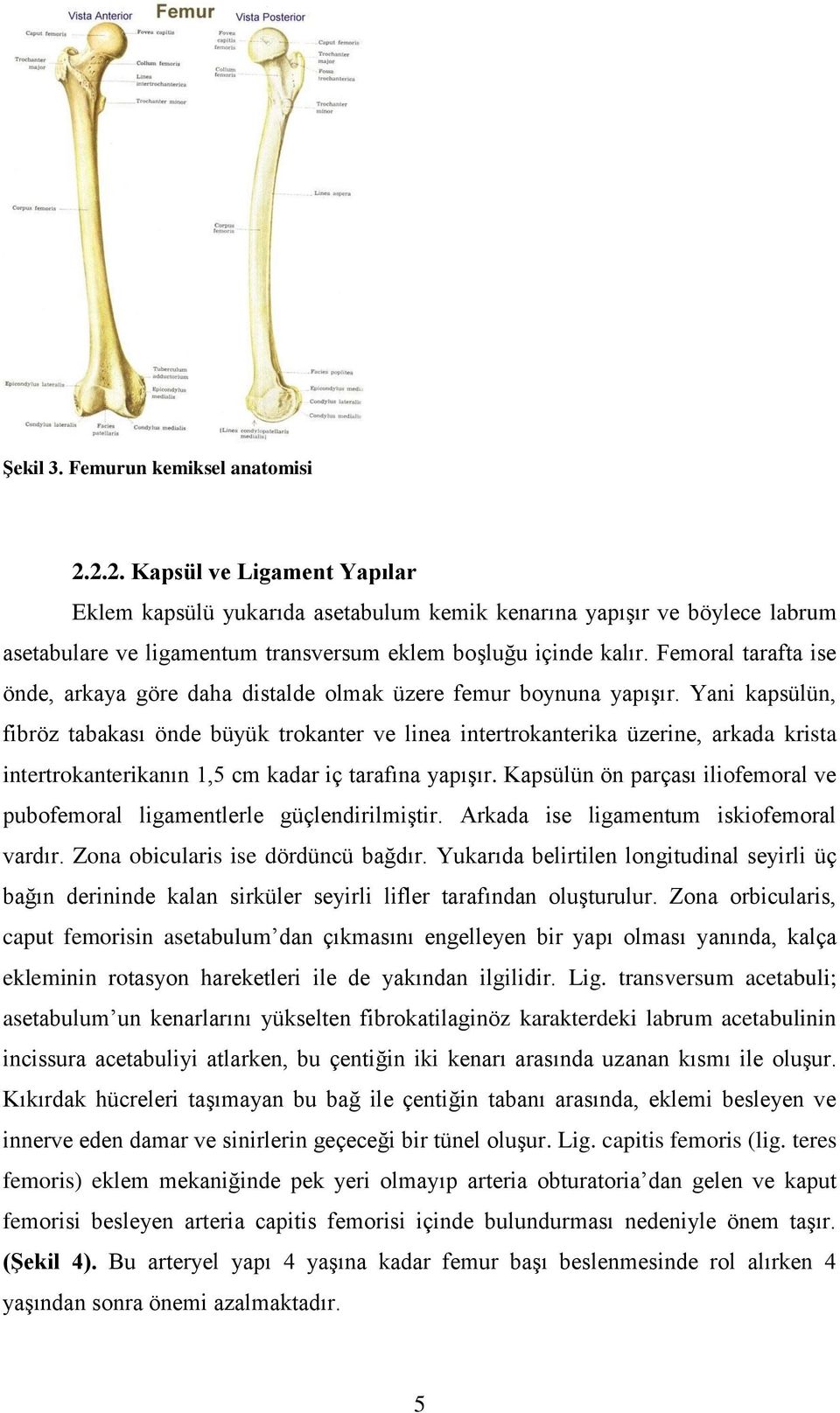 Femoral tarafta ise önde, arkaya göre daha distalde olmak üzere femur boynuna yapışır.