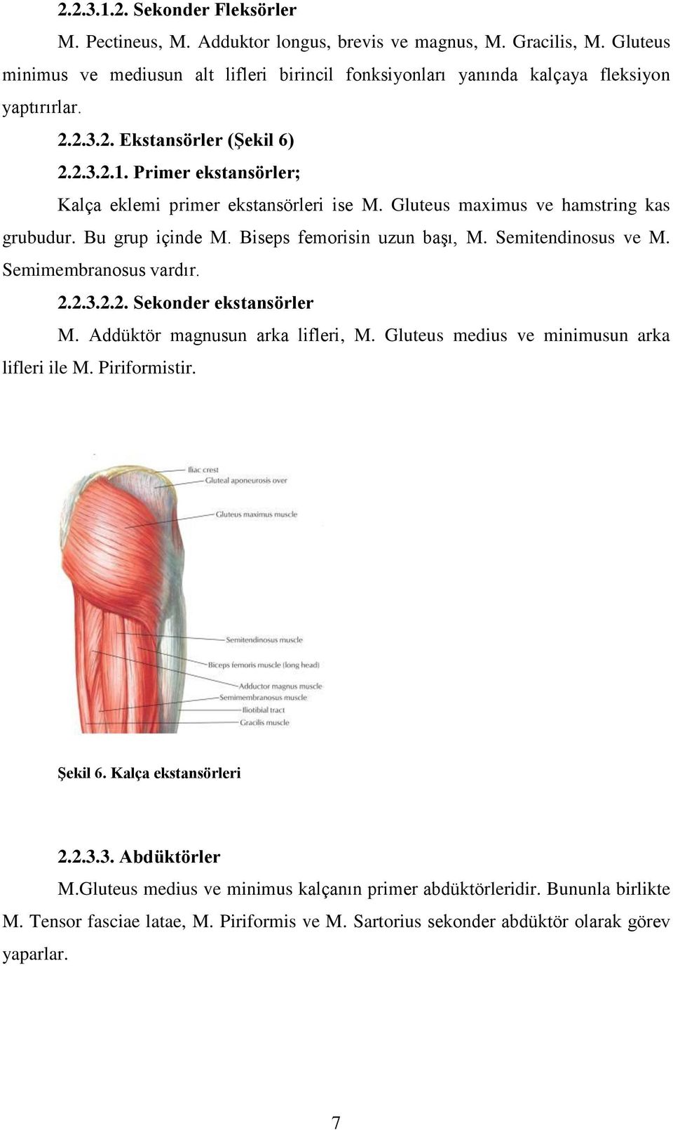 Semitendinosus ve M. Semimembranosus vardır. 2.2.3.2.2. Sekonder ekstansörler M. Addüktör magnusun arka lifleri, M. Gluteus medius ve minimusun arka lifleri ile M. Piriformistir. Şekil 6.