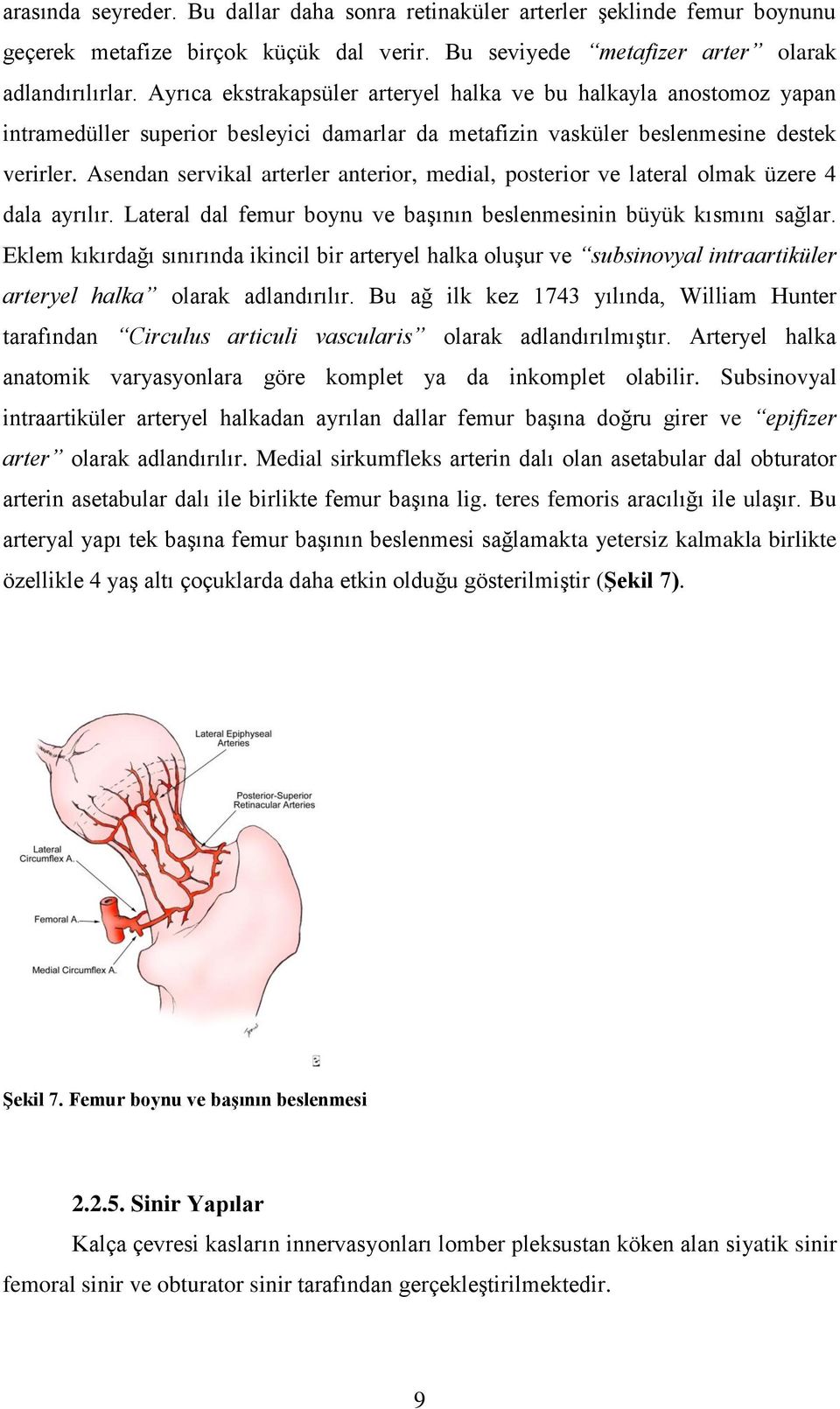 Asendan servikal arterler anterior, medial, posterior ve lateral olmak üzere 4 dala ayrılır. Lateral dal femur boynu ve başının beslenmesinin büyük kısmını sağlar.