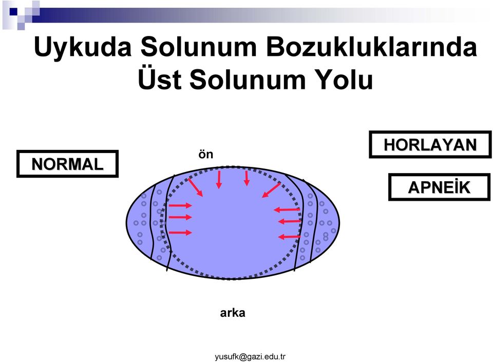 Solunum Yolu NORMAL