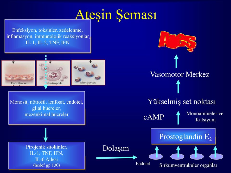 mezenkimal hücreler Yükselmiş set noktası camp Monoamineler ve Kalsiyum Prostoglandin E 2