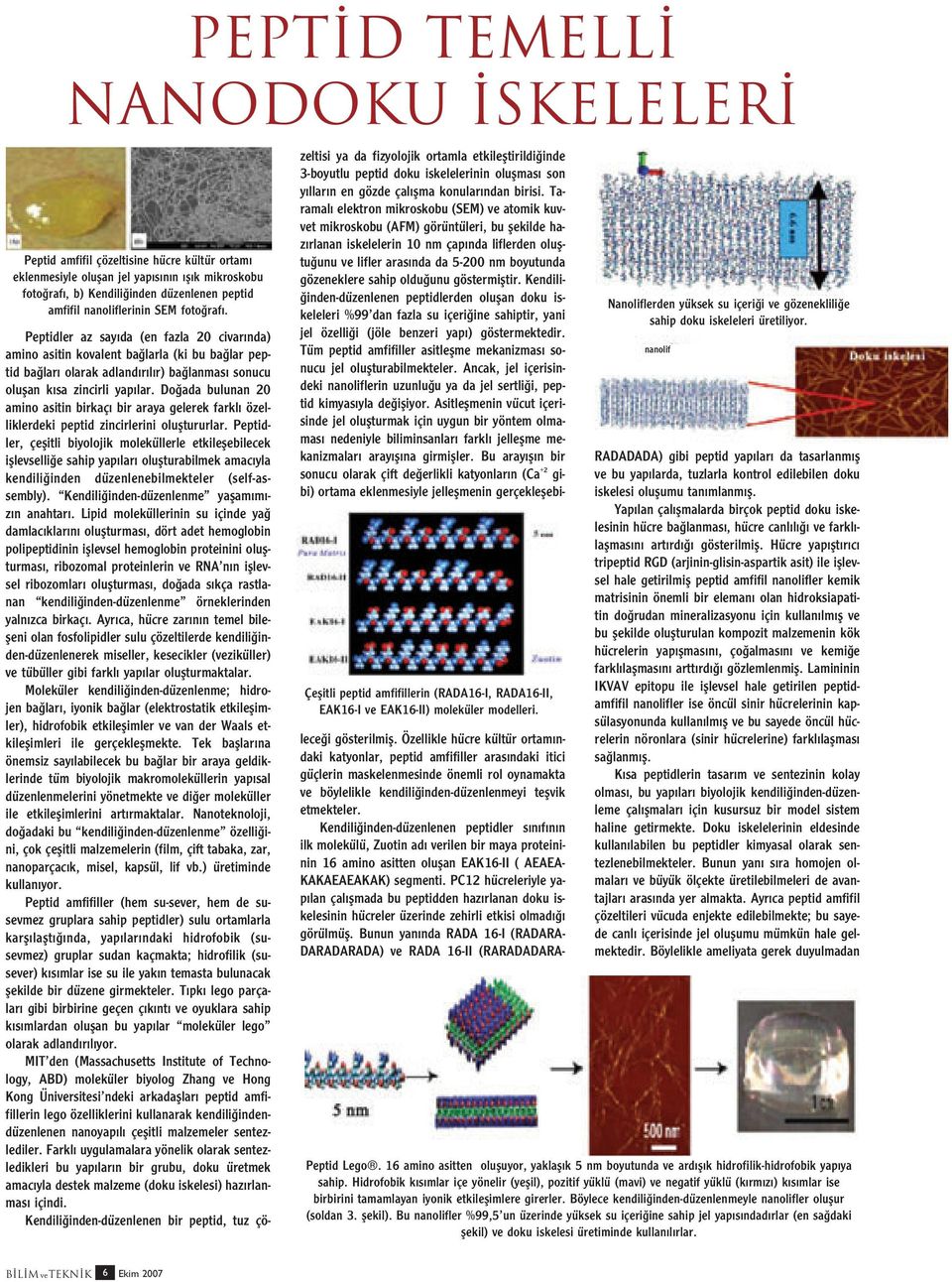 Peptidler az say da (en fazla 20 civar nda) amino asitin kovalent ba larla (ki bu ba lar peptid ba lar olarak adland r l r) ba lanmas sonucu oluflan k sa zincirli yap lar.