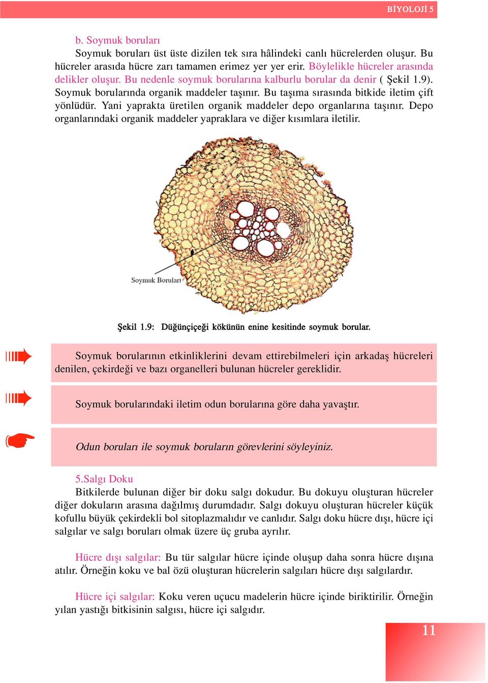 Yani yaprakta üretilen organik maddeler depo organlar na tafl n r. Depo organlar ndaki organik maddeler yapraklara ve di er k s mlara iletilir. fiekil 1.