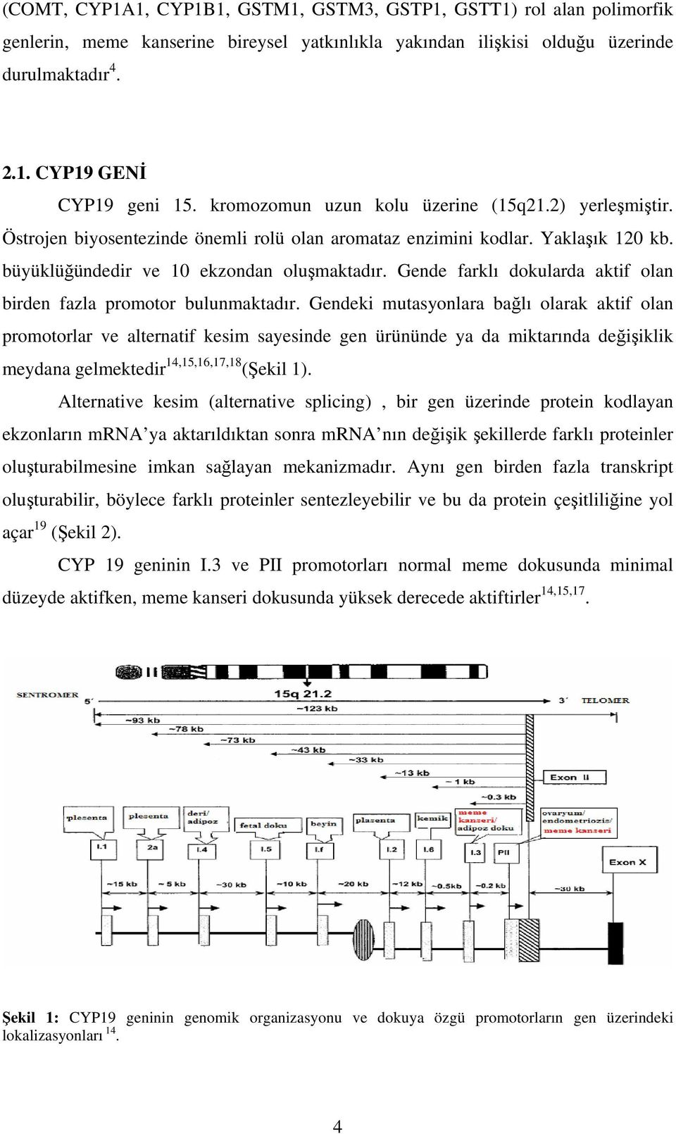 Gende farklı dokularda aktif olan birden fazla promotor bulunmaktadır.