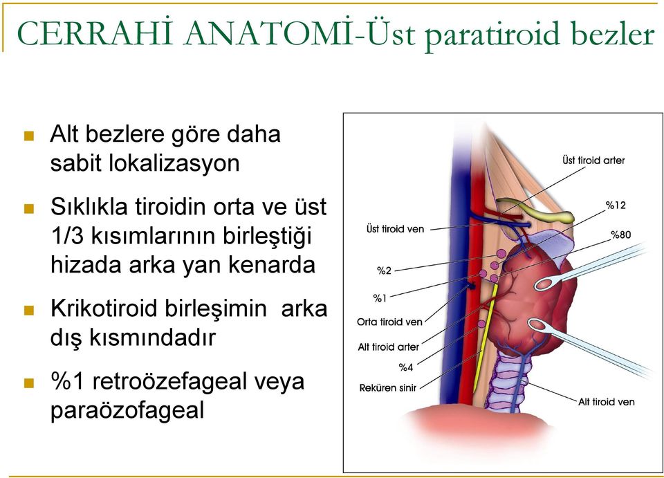 kısımlarının birleştiği hizada arka yan kenarda Krikotiroid