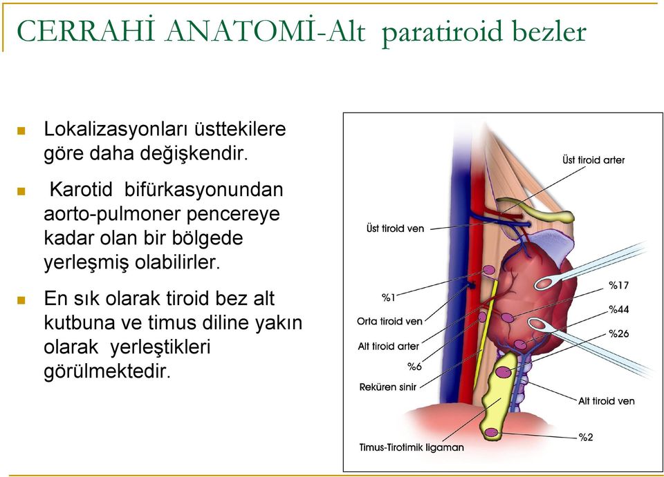 Karotid bifürkasyonundan aorto-pulmoner pencereye kadar olan bir