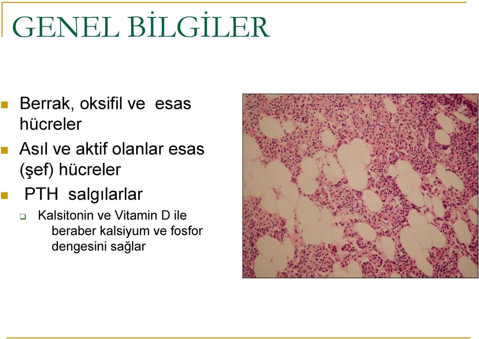 hücreler PTH salgılarlar Kalsitonin ve