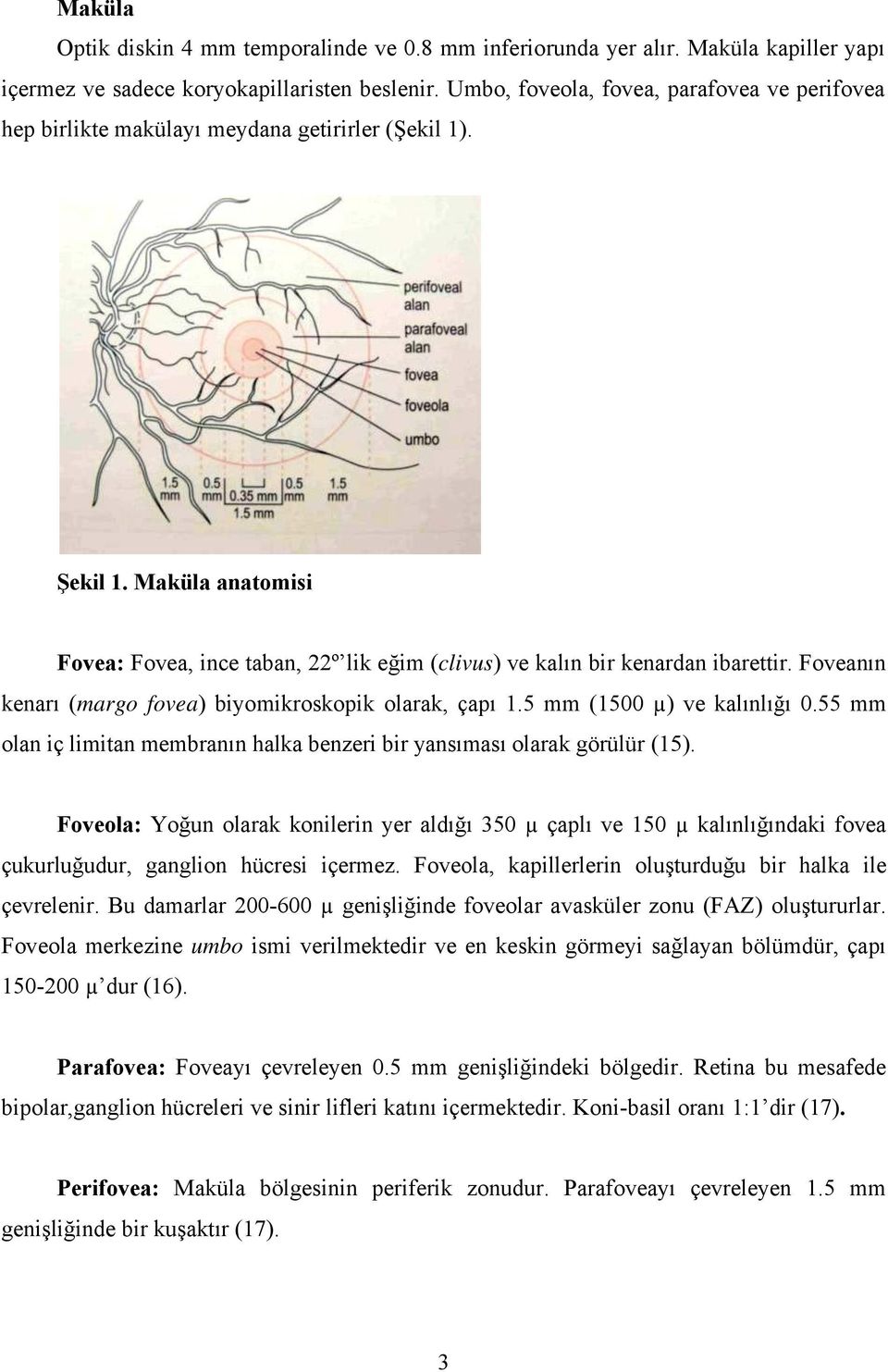 Maküla anatomisi Fovea: Fovea, ince taban, 22º lik eğim (clivus) ve kalın bir kenardan ibarettir. Foveanınn kenarı (margo fovea) biyomikroskopik olarak, çapı 1.5 mmm (1500 µ) ve kalınlığı 0.