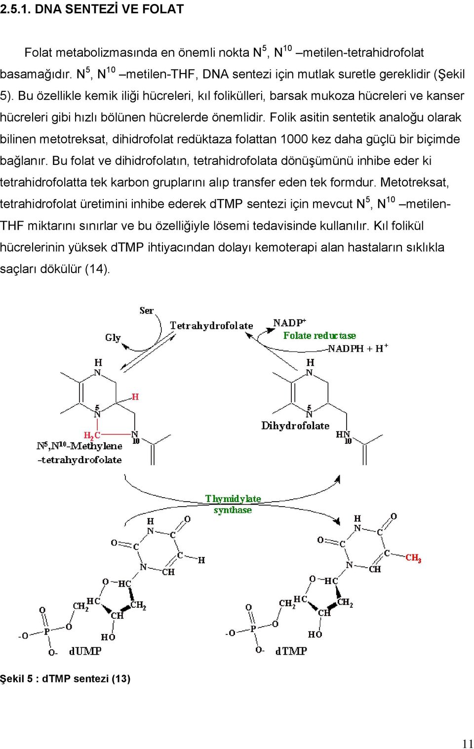 Folik asitin sentetik analoğu olarak bilinen metotreksat, dihidrofolat redüktaza folattan 1000 kez daha güçlü bir biçimde bağlanır.