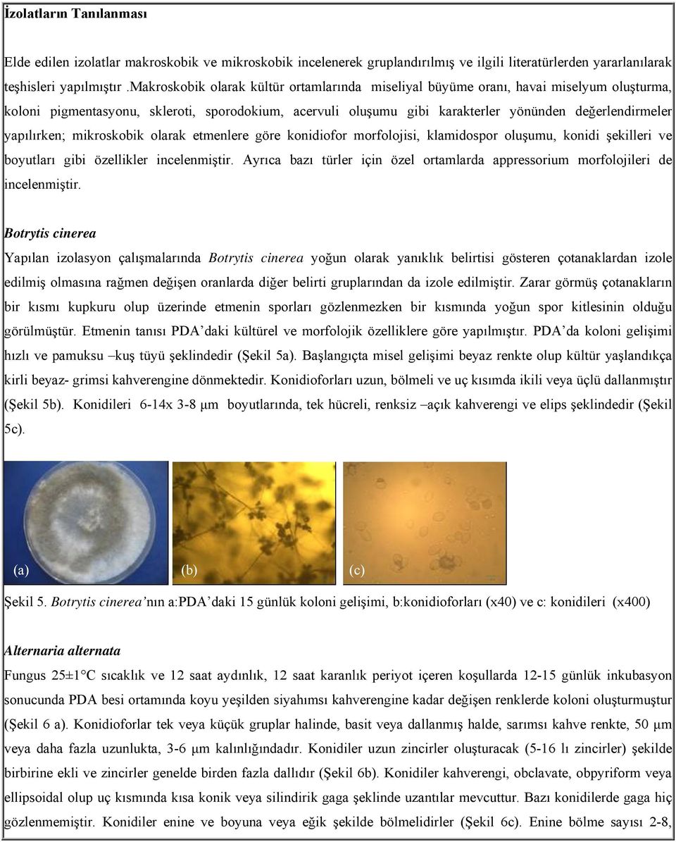 yapılırken; mikroskobik olarak etmenlere göre konidiofor morfolojisi, klamidospor oluşumu, konidi şekilleri ve boyutları gibi özellikler incelenmiştir.