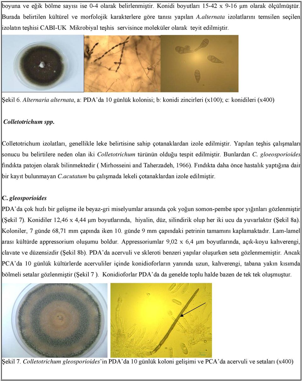 Alternaria alternata, a: PDA da 10 günlük kolonisi; b: konidi zincirleri (x100); c: konidileri (x400) Colletotrichum spp.