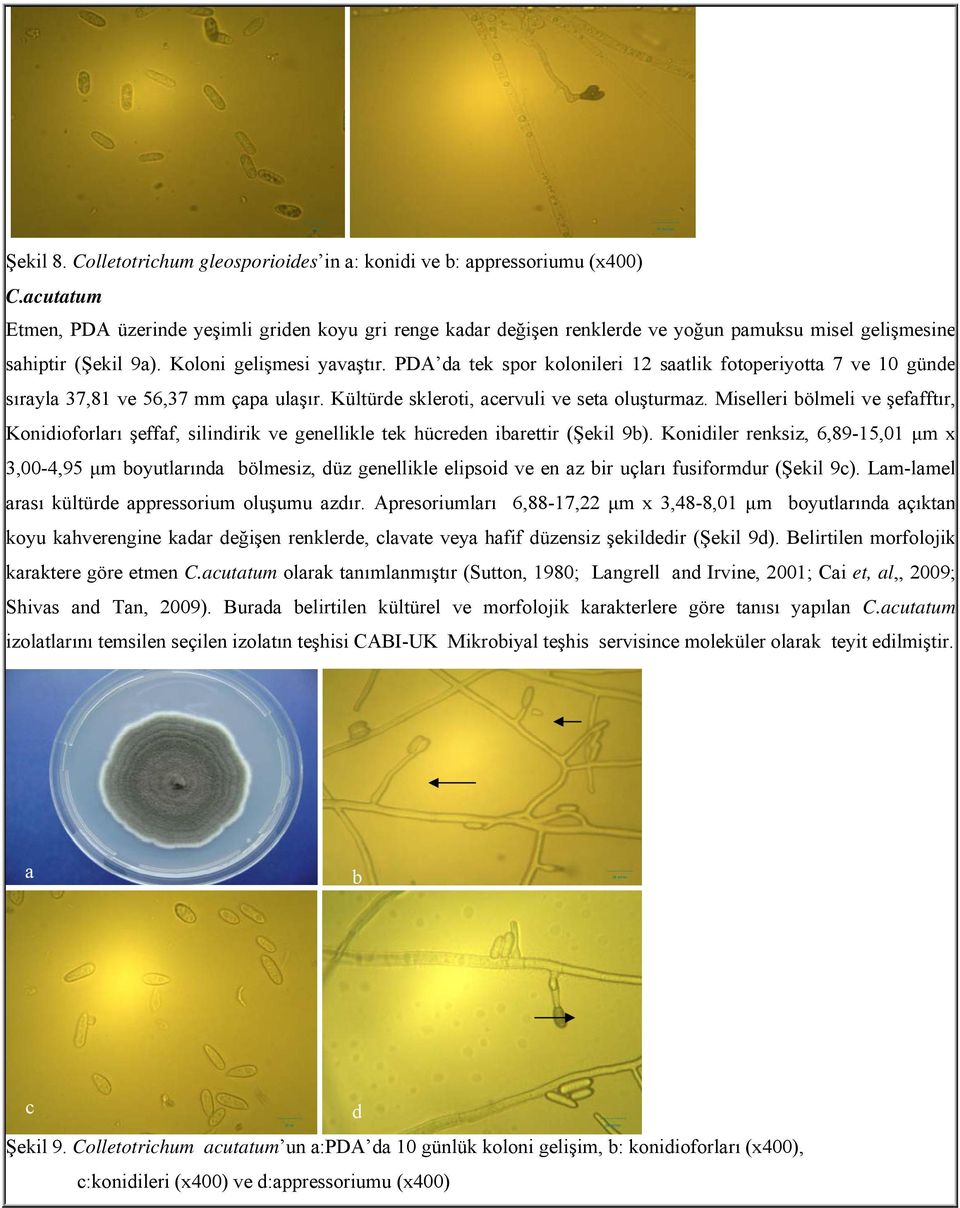 PDA da tek spor kolonileri 12 saatlik fotoperiyotta 7 ve 10 günde sırayla 37,81 ve 56,37 mm çapa ulaşır. Kültürde skleroti, acervuli ve seta oluşturmaz.