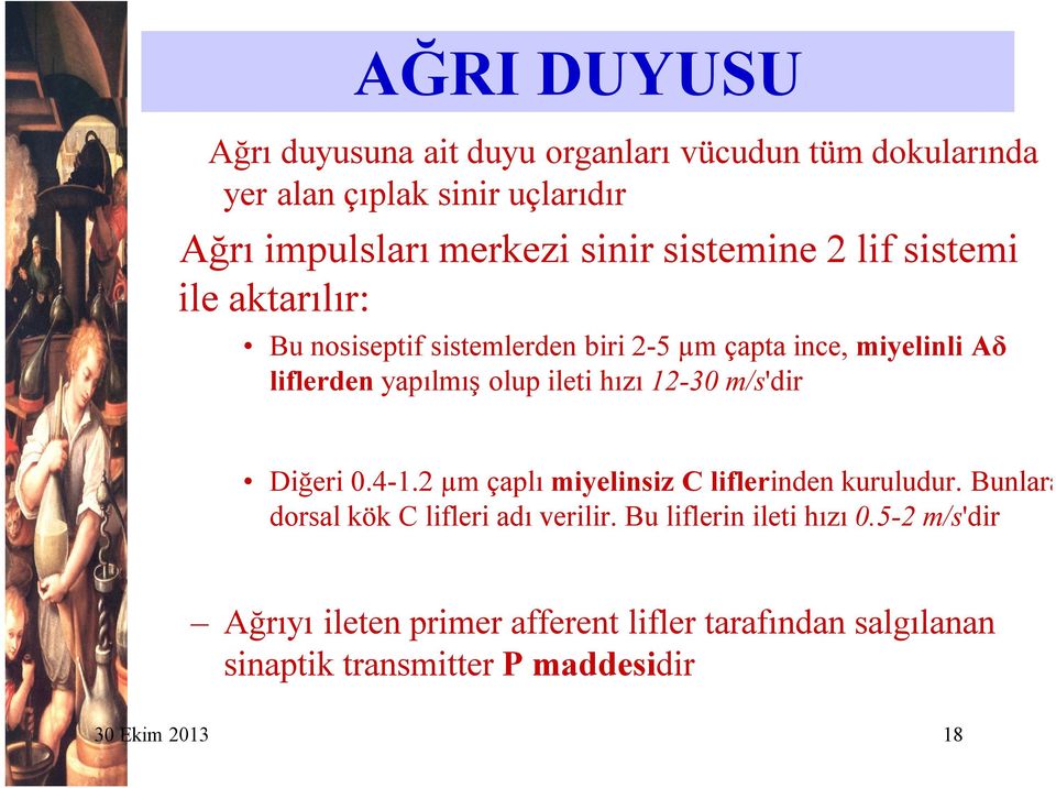 hızı 12-30 m/s'dir Diğeri 0.4-1.2 µm çaplı miyelinsiz C liflerinden kuruludur. Bunlara dorsal kök C lifleri adı verilir.