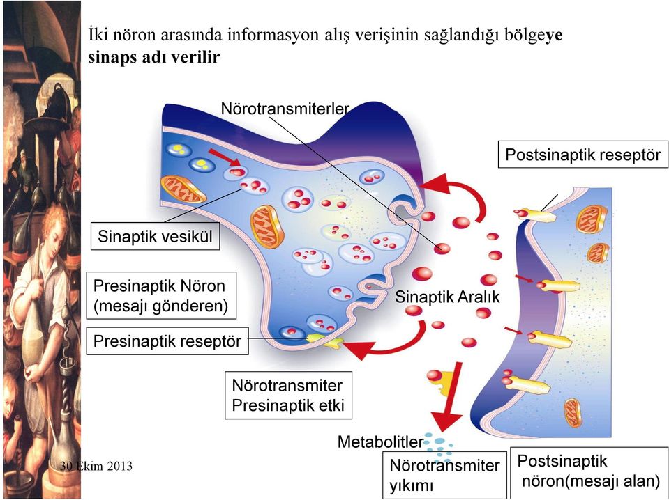 Nöron (mesajı gönderen) Sinaptik Aralık Presinaptik reseptör Nörotransmiter