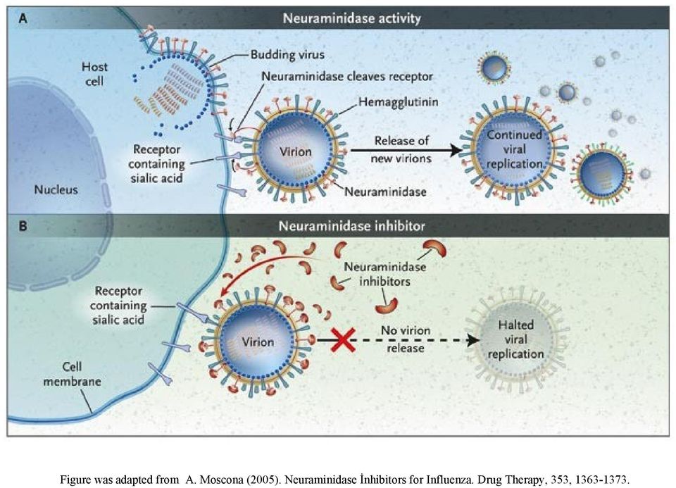 Neuraminidase İnhibitors