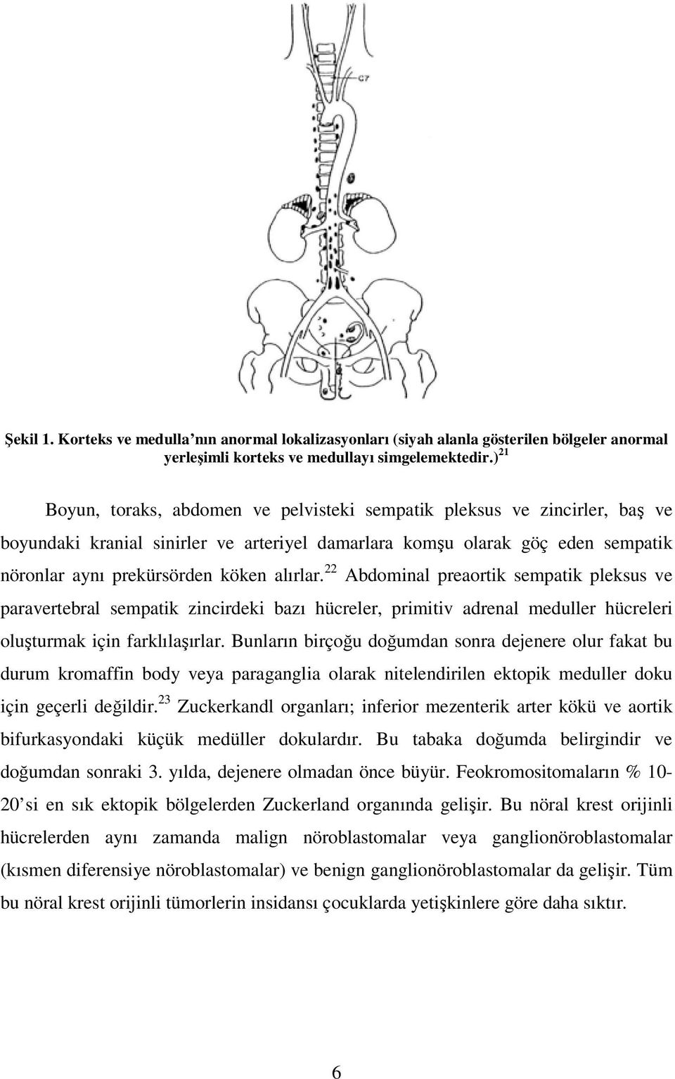 alırlar. 22 Abdominal preaortik sempatik pleksus ve paravertebral sempatik zincirdeki bazı hücreler, primitiv adrenal meduller hücreleri oluşturmak için farklılaşırlar.