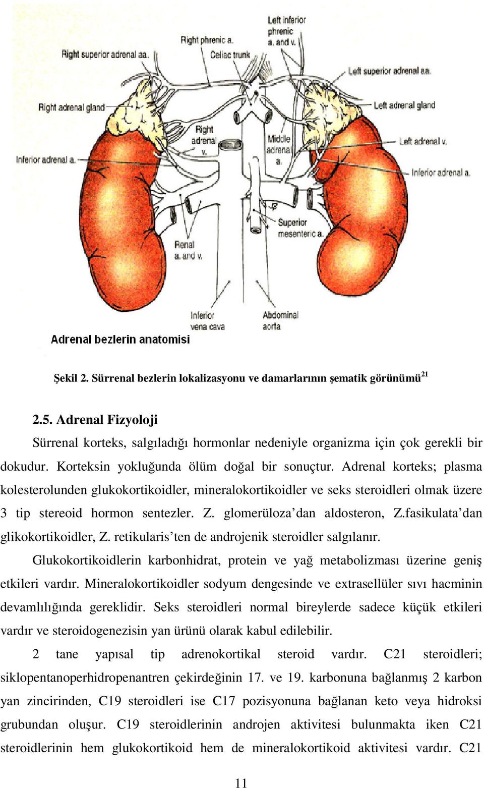 glomerüloza dan aldosteron, Z.fasikulata dan glikokortikoidler, Z. retikularis ten de androjenik steroidler salgılanır.