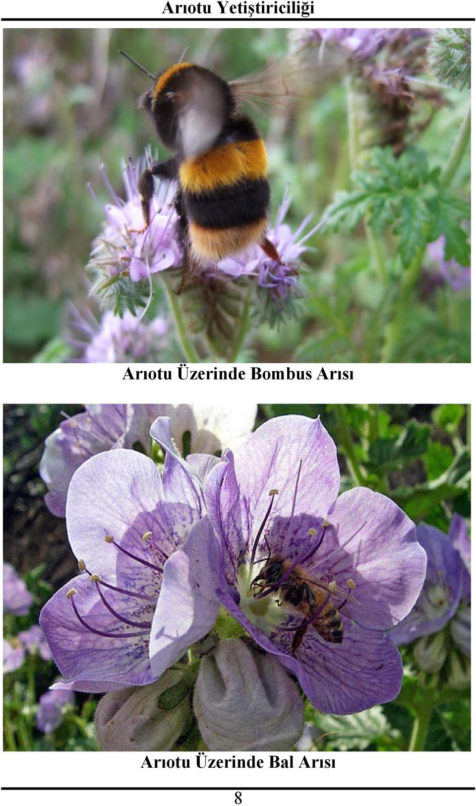 Bombus Arısı 