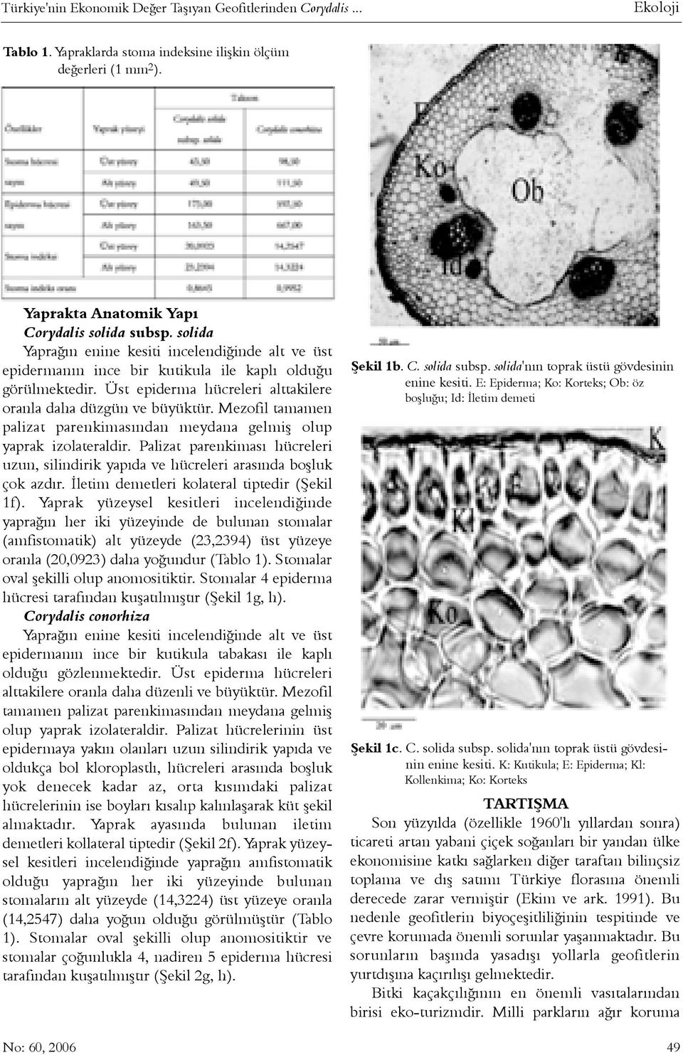 Mezofil tamamen palizat parenkimasýndan meydana gelmiþ olup yaprak izolateraldir. Palizat parenkimasý hücreleri uzun, silindirik yapýda ve hücreleri arasýnda boþluk çok azdýr.