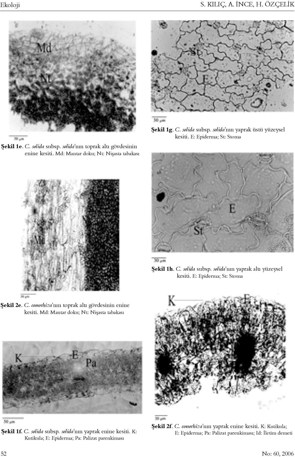 Md: Mantar doku; Nt: Niþasta tabakasý Þekil 1f. C. solida subsp. solida'nýn yaprak enine kesiti. K: Kutikula; E: Epiderma; Pa: Palizat parenkimasý 52 Þekil 2f. C. conorhiza'nýn yaprak enine kesiti.